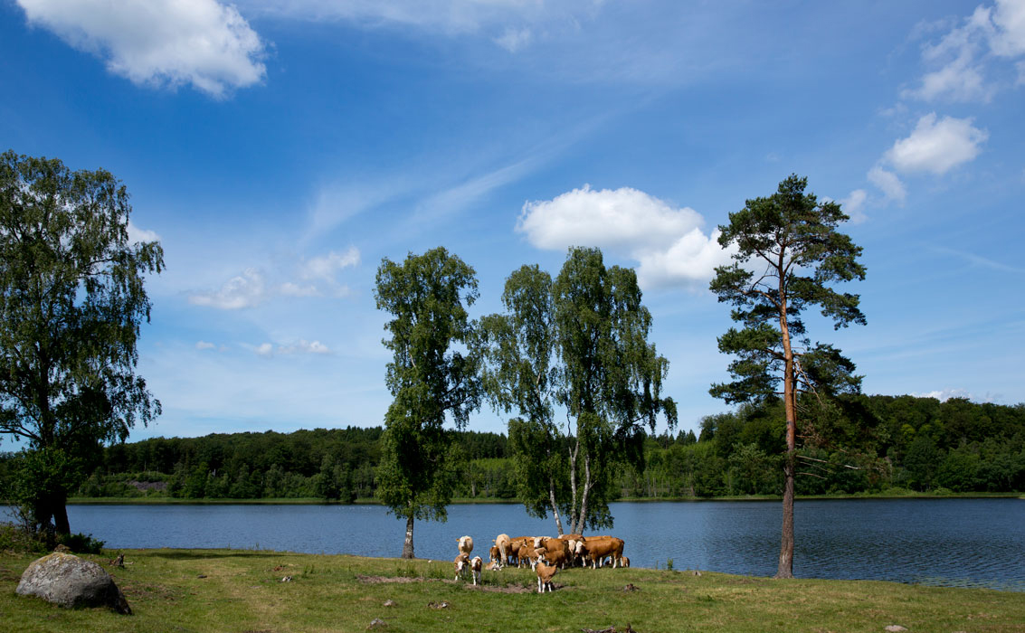 Kor står intill en sjö
