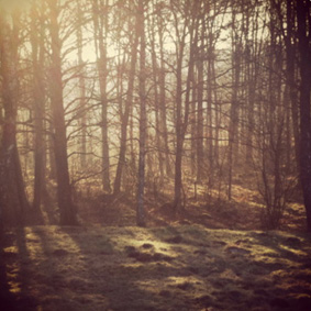 Träd under solen