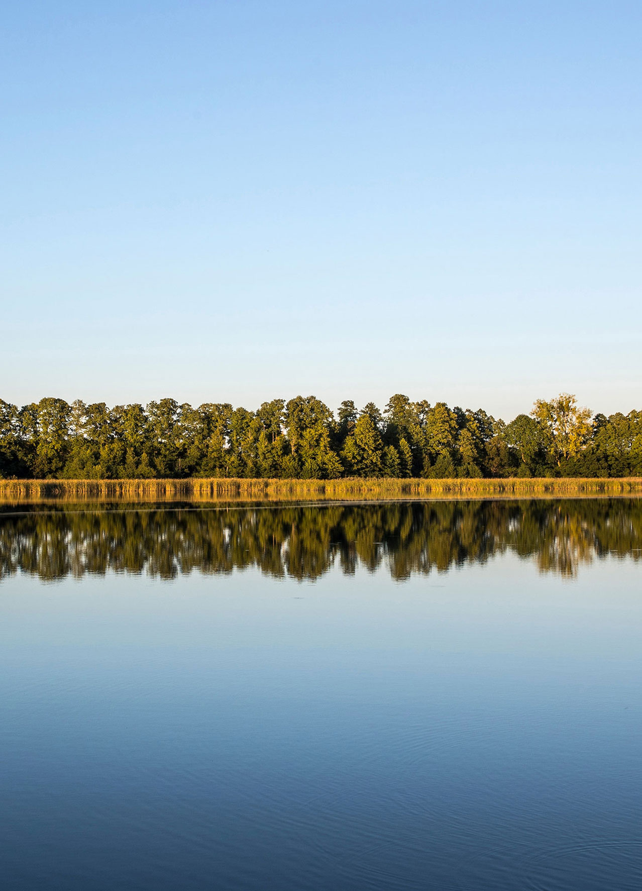 Solen lyser mot en sjö med skogsbakgrund